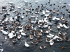 Bird Flu Reaches Australia’s Wild Seabirds