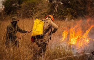 Algeria Seeks Death Penalty for Forest Arsonists